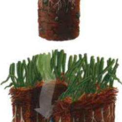 Aeration/Overseeding