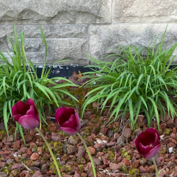 Garden Club