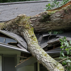 24/7 Emergency Tree Services