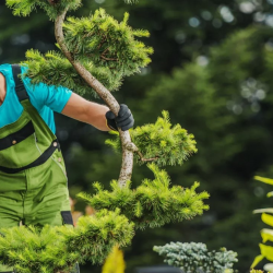 Tree Services