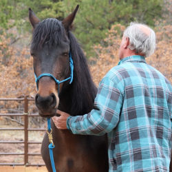 Mindfulness with Horses