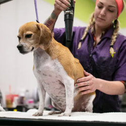 Dog Grooming