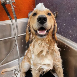 Self-Serve Dog Wash