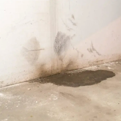 Common Basement Problems