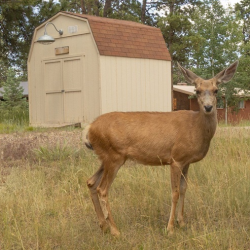 Farms & Ranches Properties