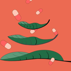 Red Vein Kratom