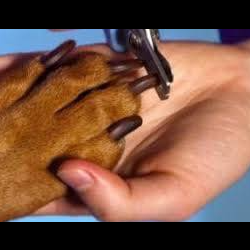 Self Pet Wash