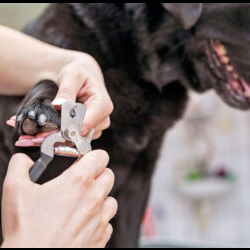 Grooming Salon