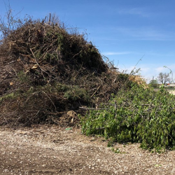 Brush & Tree Waste