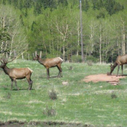 Hunting Properties