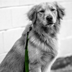 Canine bed bug detection