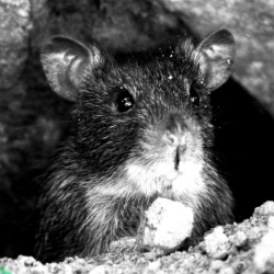 Rodent Control