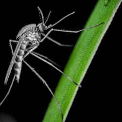 Mosquito Control