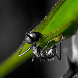 Ant Control