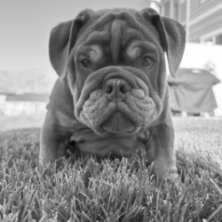 Pet Waste Removal Services