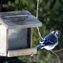 Food for Your Feathered Friends