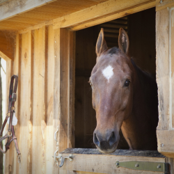 Equine