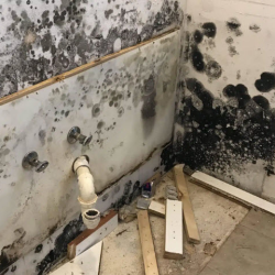 Mold Remediation Services