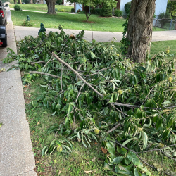Yard Waste