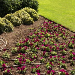 Drip Irrigation