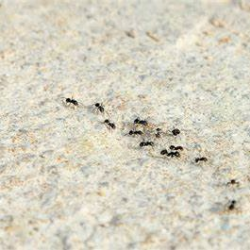 Ant Extermination