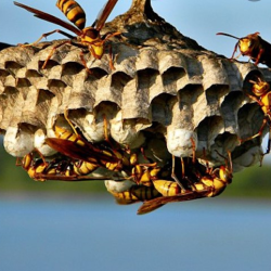 Hornet or Wasp Extermination