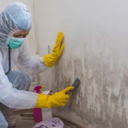 Mold Removal & Inspection