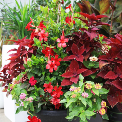 Custom Container Garden Design & Potting Services