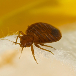 Guaranteed Bed Bug Elimination