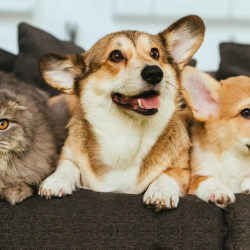 Pet Insurance