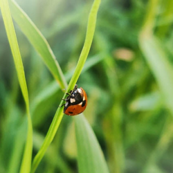 Green Cleaning Services