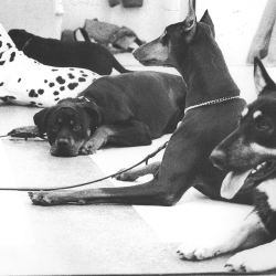 Puppy Training from 8 weeks of age