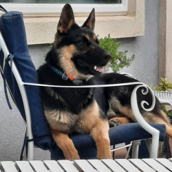 Obedience and Behavior Modification
