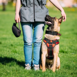 Therapy and Service Dogs