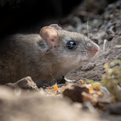 Mice or Rat Control or Removal