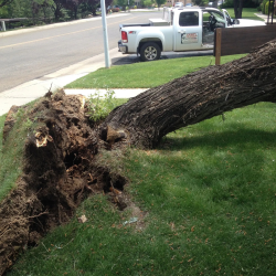 Tree Removal