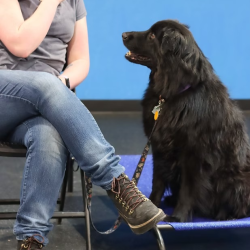 Service Dog Program
