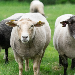 Sheep Mix