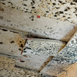 Mold & Environmental