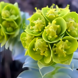Noxious Weed Management