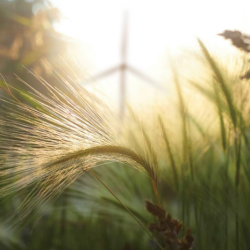 Pattern for Sustainability