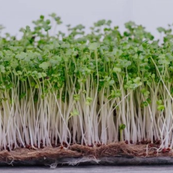 Microgreens