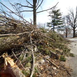 Tree & Brush Trimming