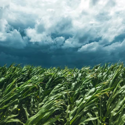 Hail and Wind Insurance