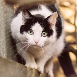 Pet Vaccinations & Parasite Prevention