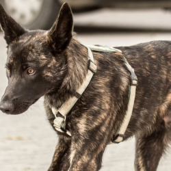 Cat & Dog Wellness Exams