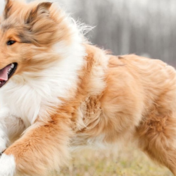 Veterinary Internal Medicine