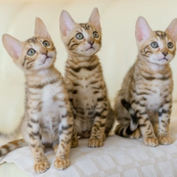 Puppy & Kitten Veterinary Care