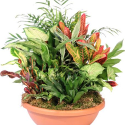 Plants