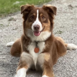 Bark in A Park